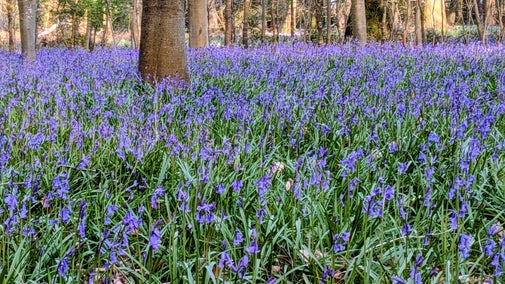 Bluebells at Basildon Park